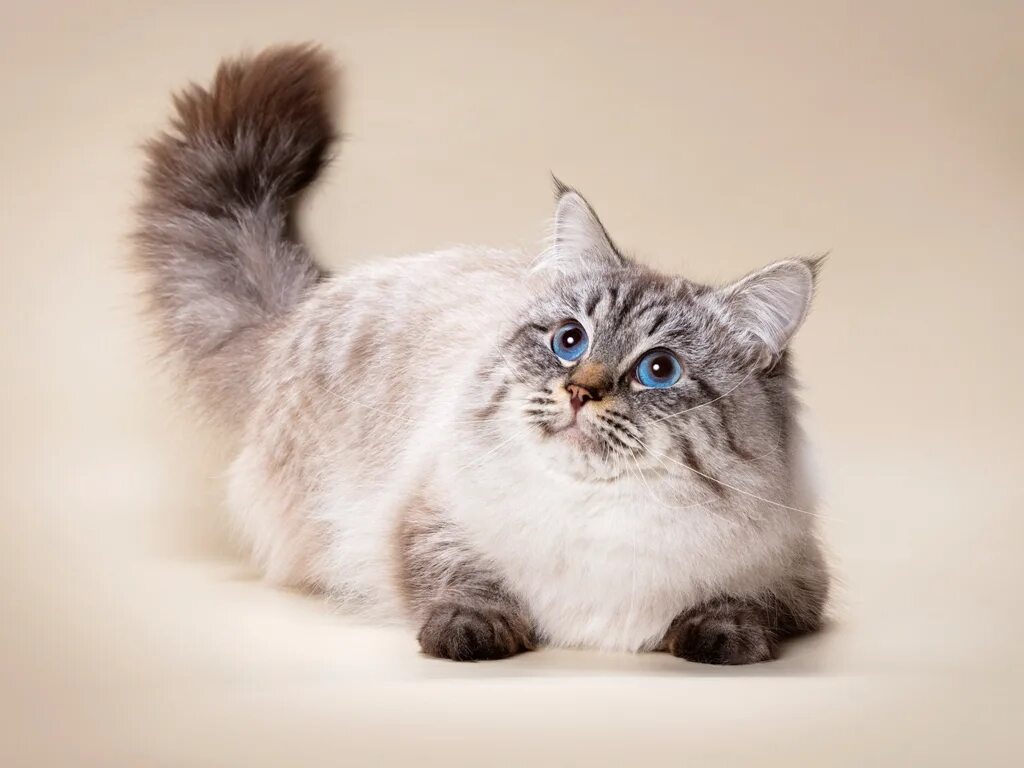 Невская маскарадная. Кот сибирский маскарадный. Порода кошек сибирская маскарадная. Сибирская невская маскарадная кот. Невская маскарадная кошка.