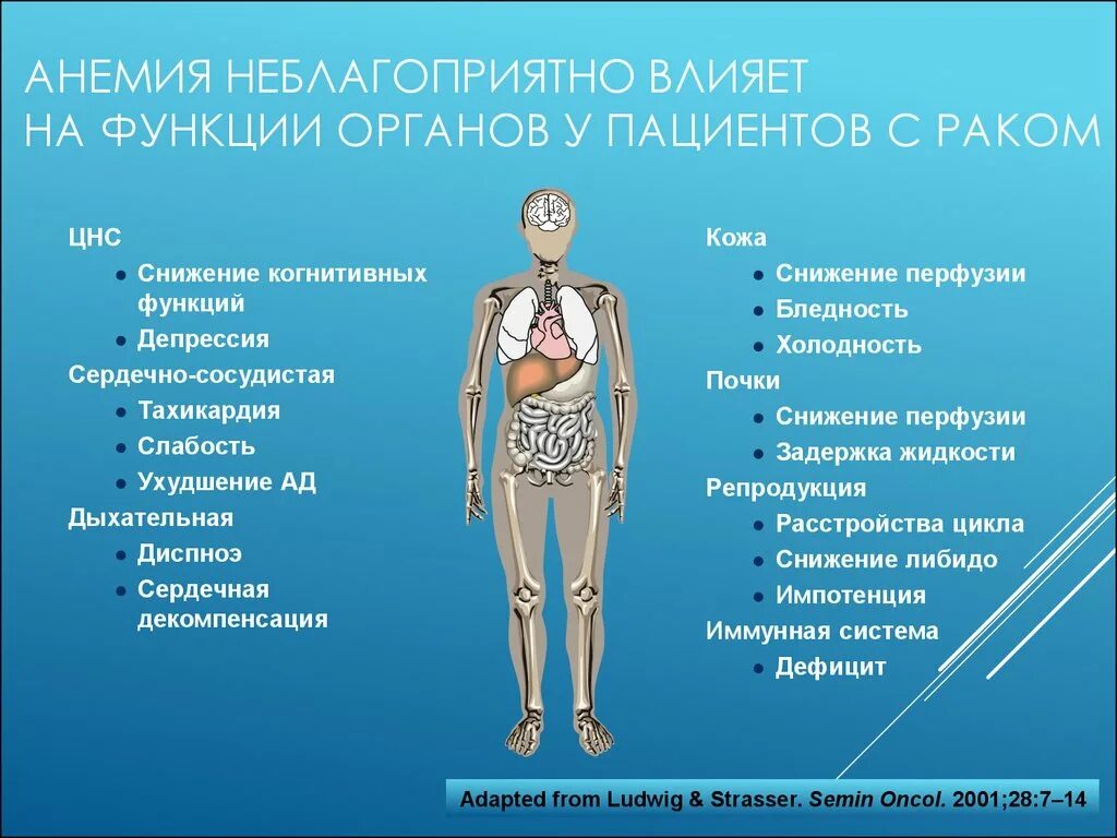 Анемия мышцы. Изменение функции органов и систем при анемиях.. Изменения в органах при анемии.