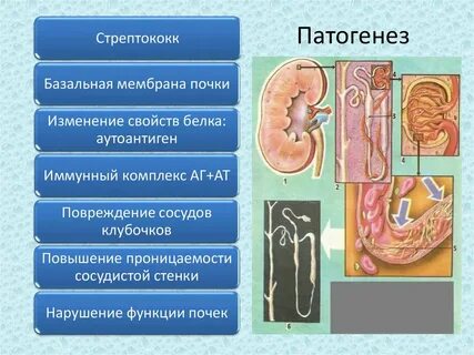 Почечная мембрана