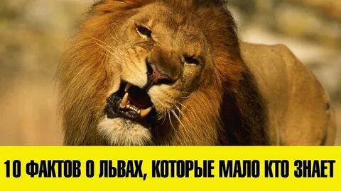 Лев интересные факты