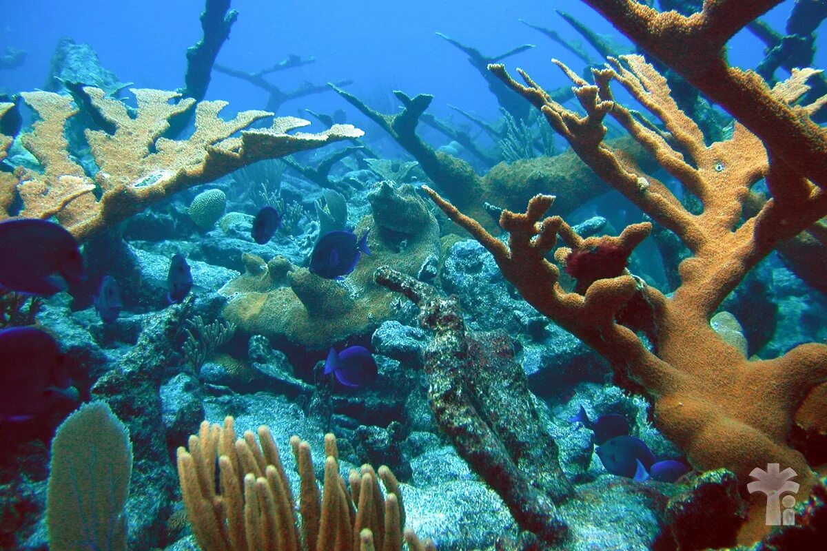 Древние коралловые рифы. Атлантический океан коралловый риф. Барьерный риф кораллы. Океанские рифы. Подводный мир кораллы.
