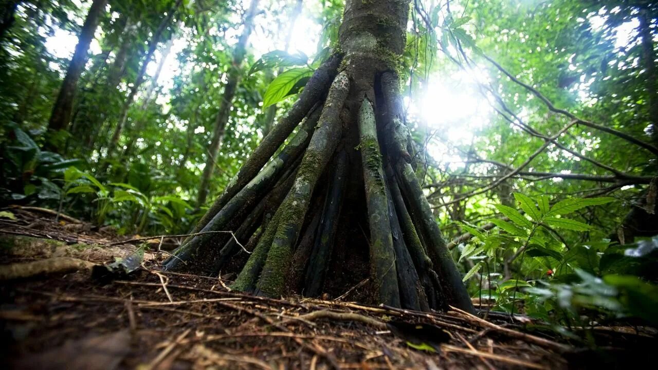 Walking tree