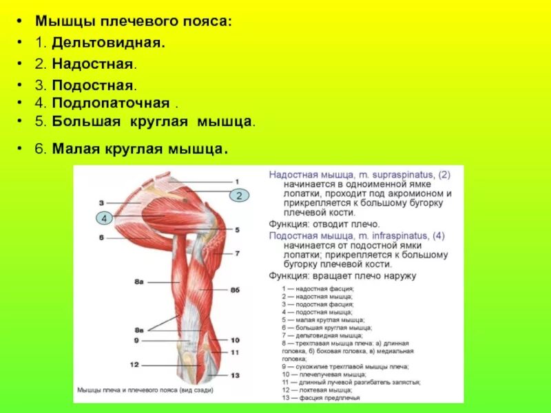Дельтовидная функции