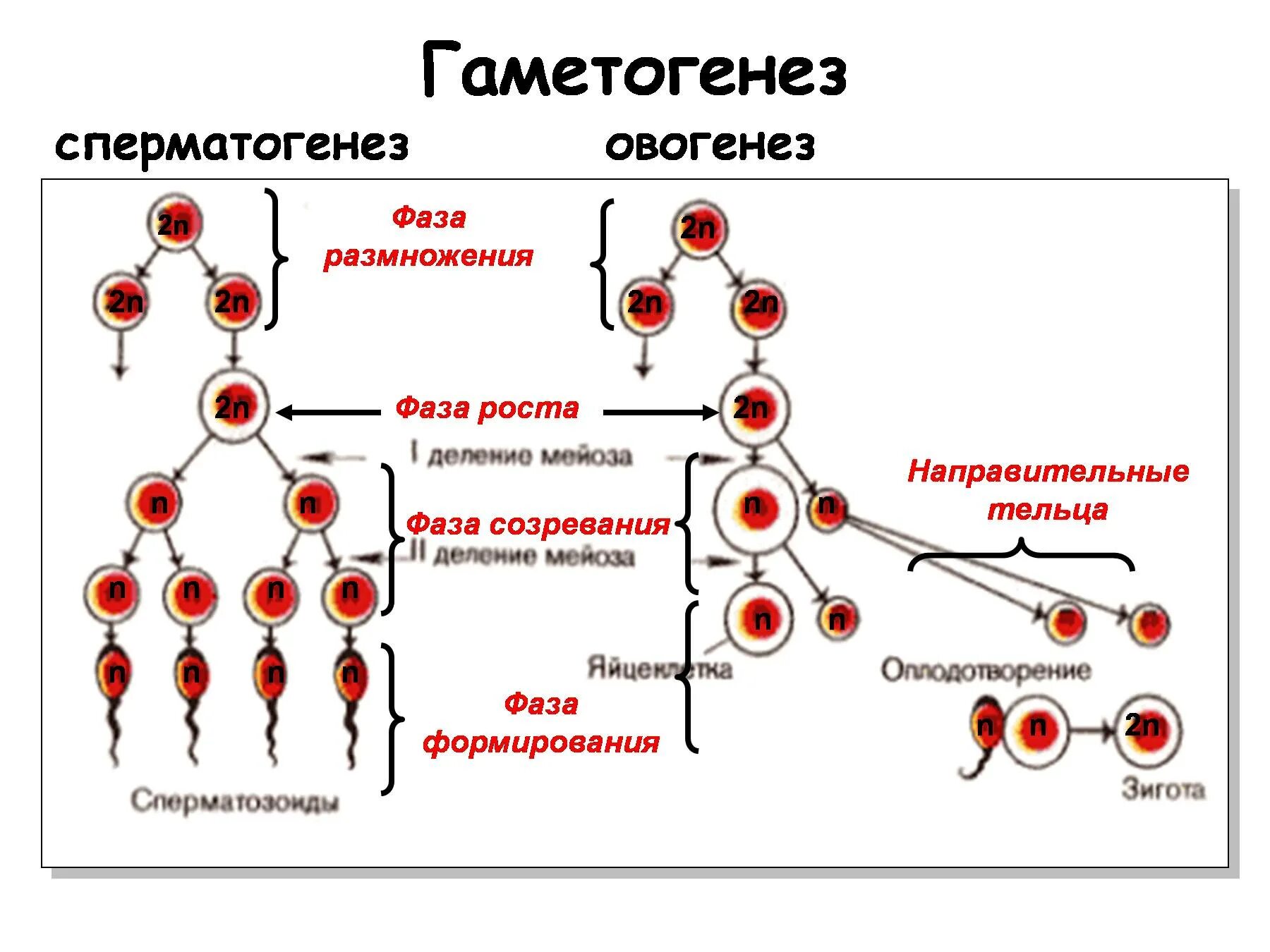 Сперматогенез и овогенез стадии развития. Стадия размножения сперматогенеза. Этапы гаметогенеза овогенез сперматогенез. Этапы гаметогенеза схема.