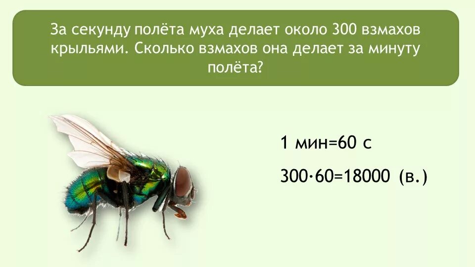 Сколько пролетает муха