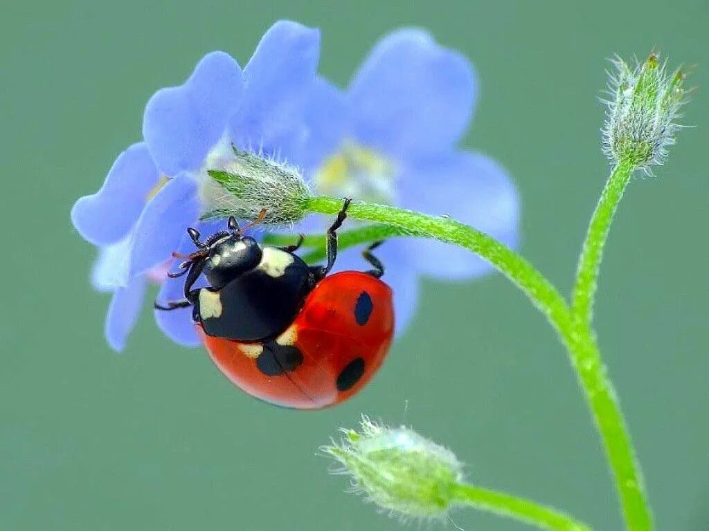 Коровка растение. Ladybird Божья коровка. Люцерновая Божья коровка. Божья коровка на цветке. Незабудки и Божья коровка.