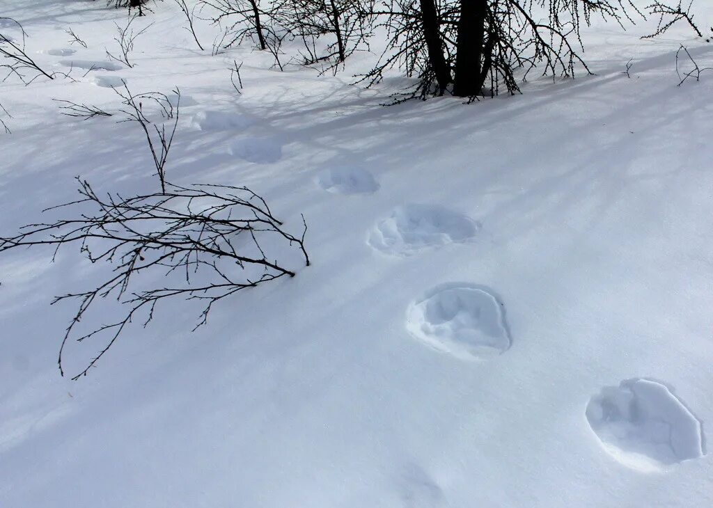 след рыси. следовая дорожка рыси. след рыси. след рыси. следы енотовидной собаки на снегу.