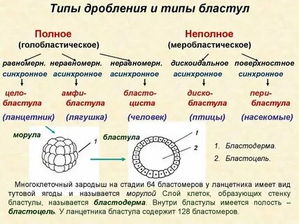 Неравномерное деление
