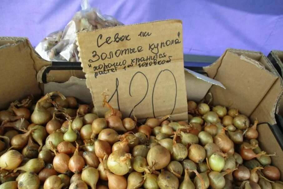 Где продавать лук. Лук золотые купола севок. лук на рынке. почем лук на базаре.