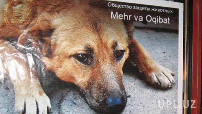 Сайт общества защиты животных. Общество защиты животных. в казахстане мужчина поджег собаку. феникс общество защиты животных.