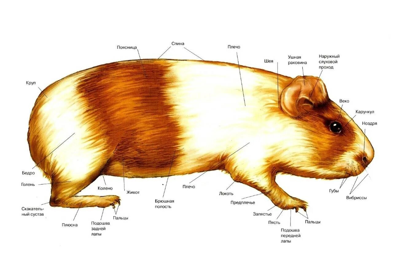 Анатомия морской свинки скелет. Строение ткло морской свинки. Строение тела морской свинки органы. Строение морской свинки анатомия самца. Строение хомяка
