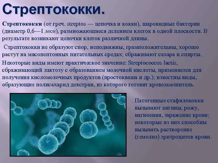 Бактерии сообщение кратко. Бактерия стрептококк сообщение 5 класс. Стрептококки 5 класс биология. Строение бактерии кокки. Кокки стафилококки стрептококки.