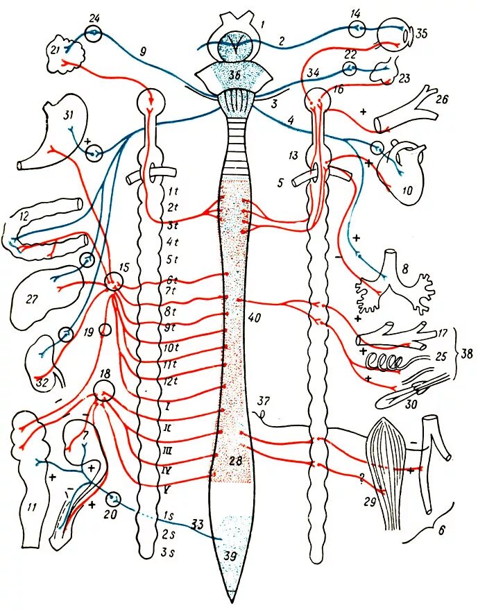 Нервные узлы и нервные стволы. Вегетативная иннервация органов. Иннервация вегетативной нервной системы. Вегетативная нервная система анатомия иннервация. Схема симпатической иннервации вегетативной нервной системы.
