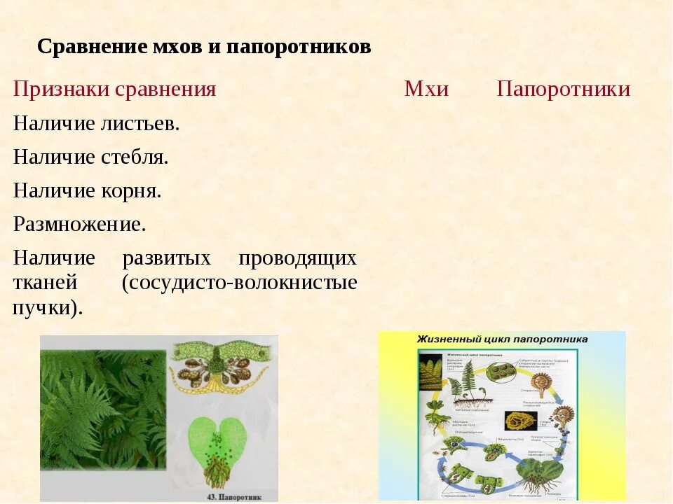 Сходство строения мха и строения водорослей. Сравнить МХ. И папортн ки. Папоротники и мхи сходства и различия. Сходство мхов и папоротников. Общие признаки мхов и папоротников.