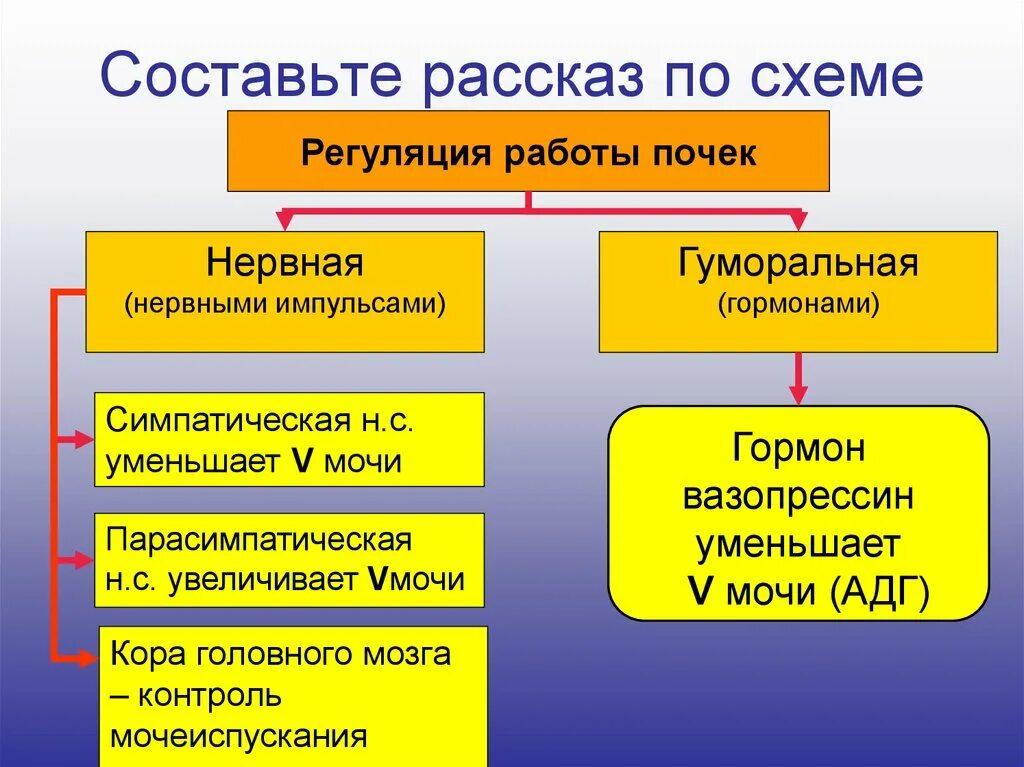 Регуляция мочеобразовательной функции почек (нервная и гуморальная). Схема регуляция функции почек. Механизмы регуляции деятельности почек. Нервная и гуморальная регуляция выделительной системы.