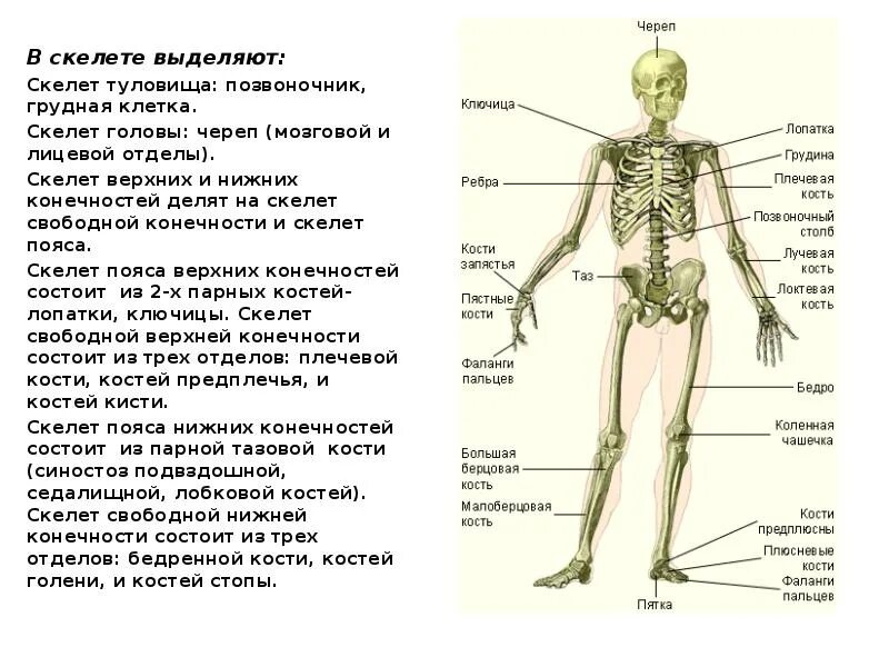 Название костей скелета туловища. Скелет туловища и верхних конечностей. Строение отделов скелета человека. Кости туловища верхних и нижних конечностей. Назовите указанные кости