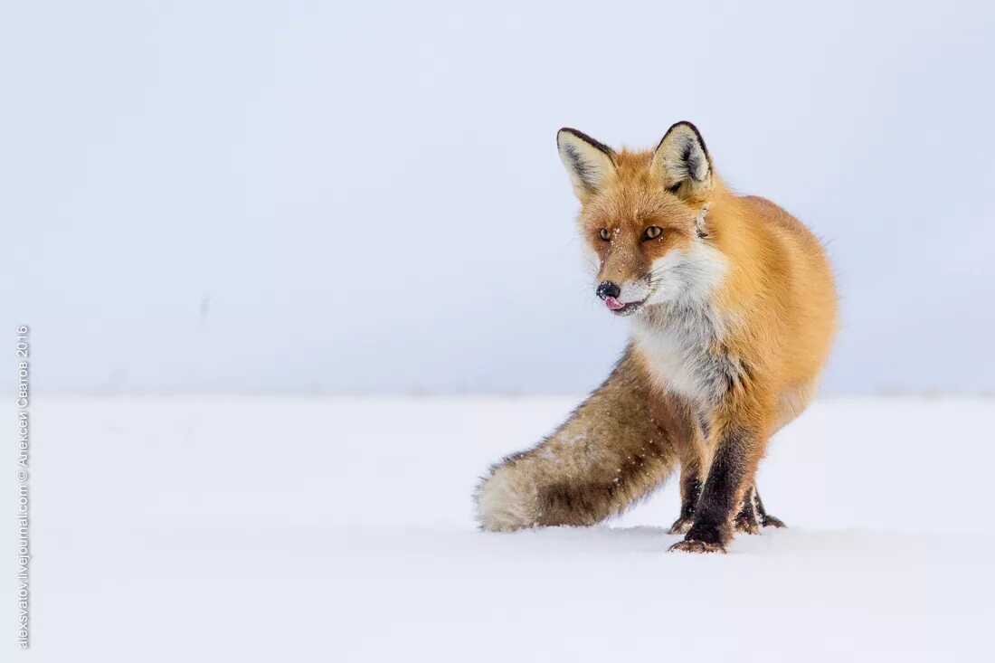 Дикие звери. Обыкновенная лисица в лесостепи. Лиса обои. Обои на рабочий стол лиса. Рыжая лиса.