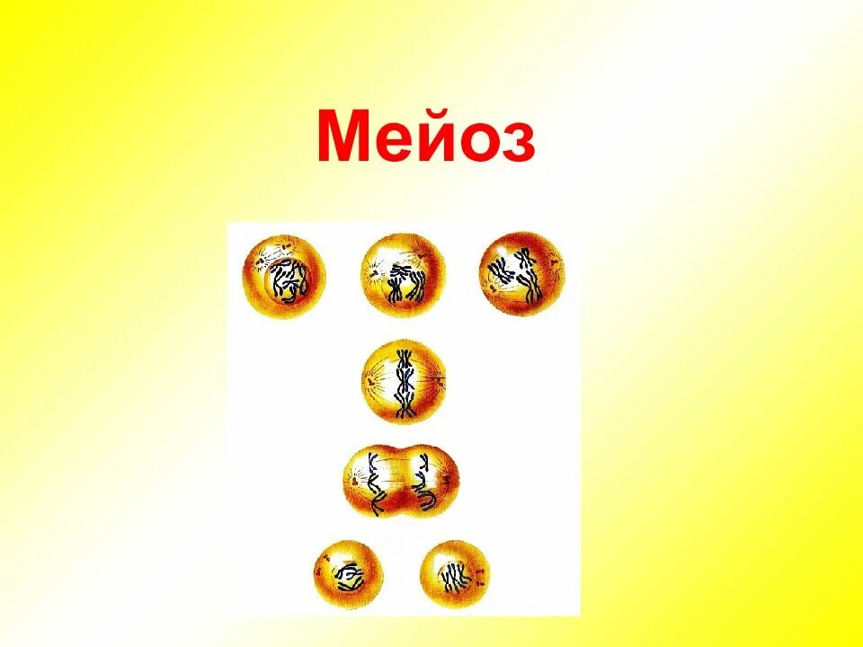Мейоз 1 начинается. Мейоз. редукционное деление мейоза. мейоз 9 класс. мейоз 1 и 2.