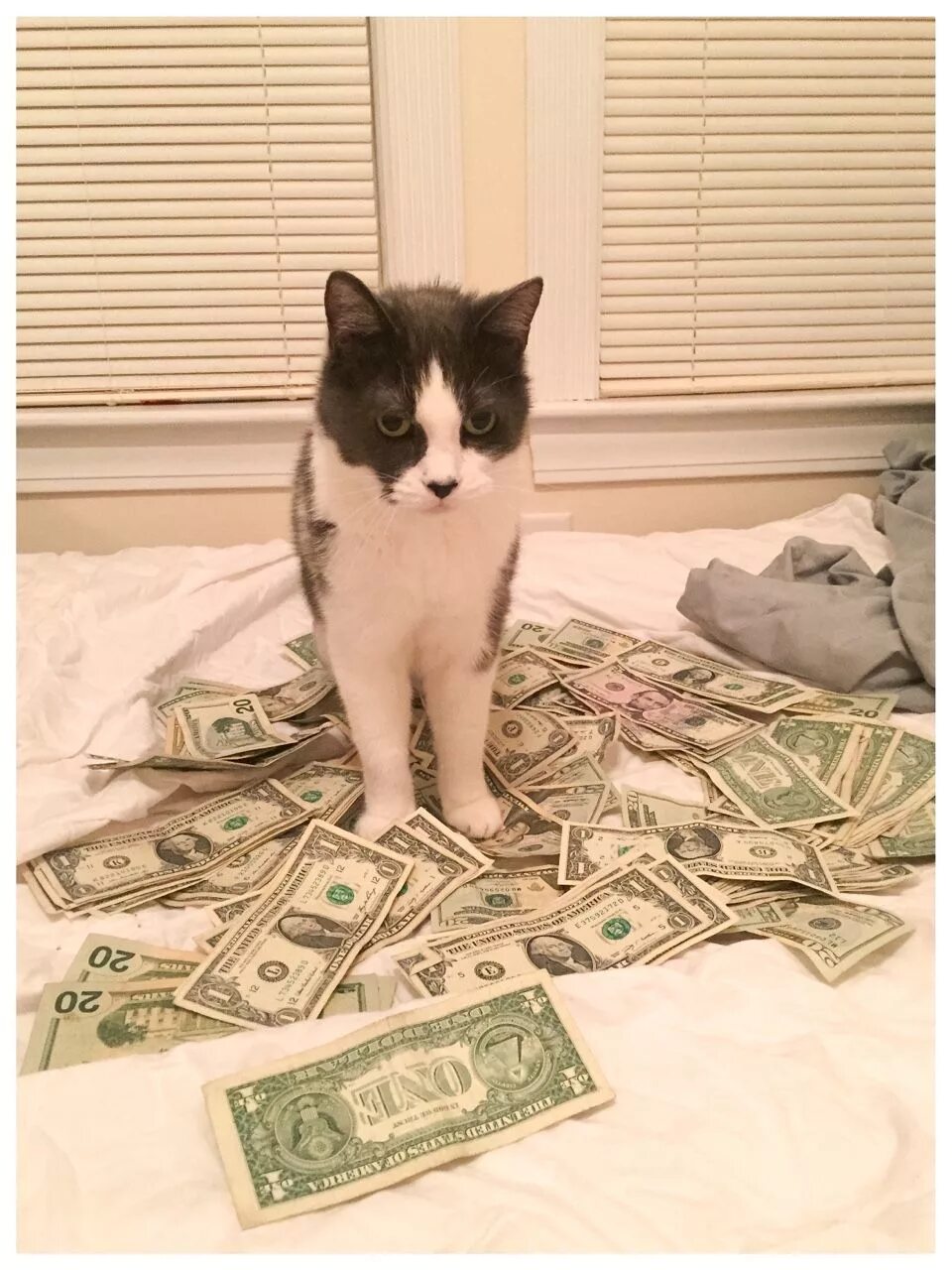 Игра money cat. Денежный кот. Кот с деньгами. Котик с денежкой. Купюры с котиками.