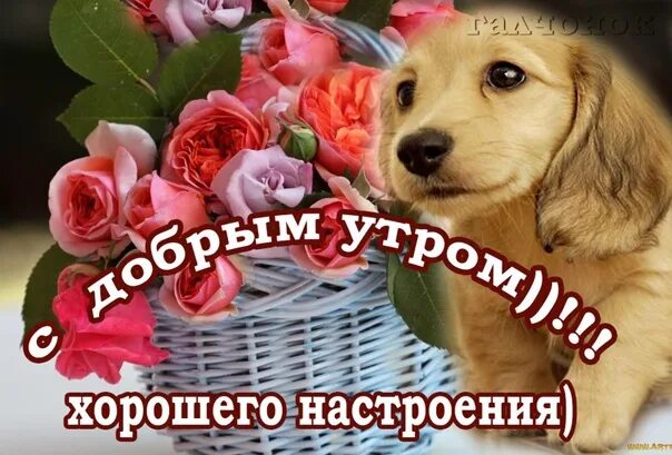 С добрым утром и хорошего настроения животные. Открытки с добрым утром с собаками. открытки с добрым утром со щенками. доброе утро день с собачкой. удачного дня собачки.