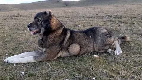 Дагестан собака