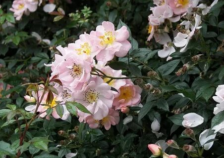 Open rose