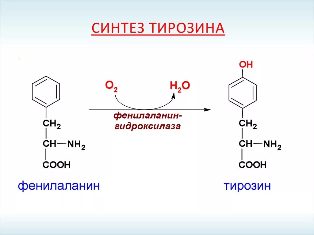 Синтез тирозина