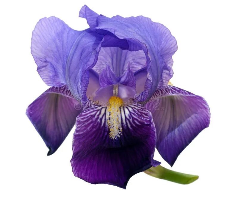 Файл iris png был выложен в интернете