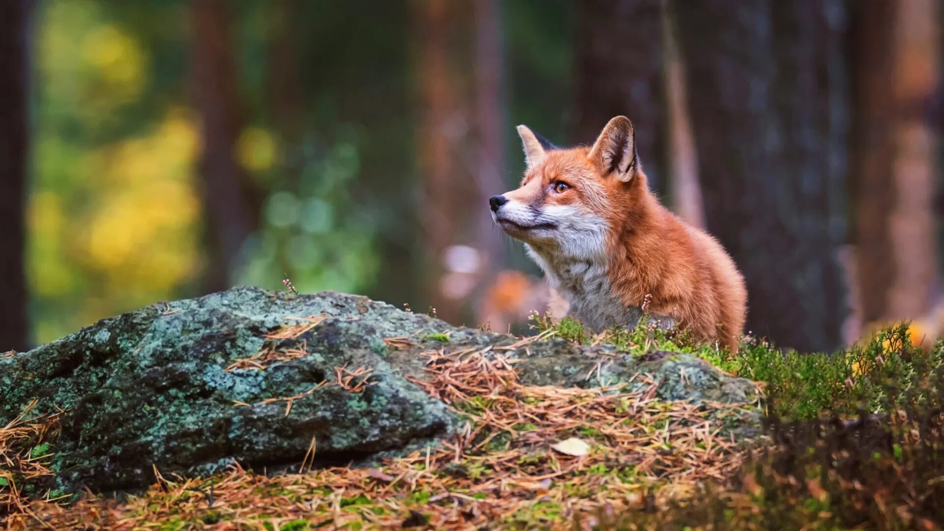 Seduce a fox