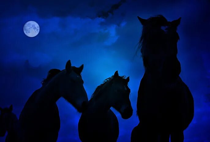 Лошадь в темноте. Кони в ночном. Лошадь ночью. В ночное на лошадях.