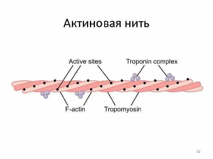 Нити актина. Актиновые филаменты строение. Актиновые нити строение. Строение тонких (актиновых) нитей. Тонкие актиновые нити.