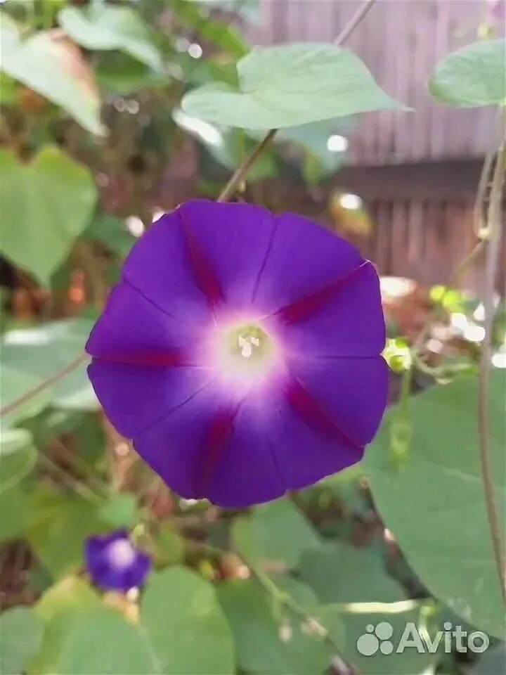 Morning Glory vines on lattice Morning glory, Morning glory flowers, Garden vine