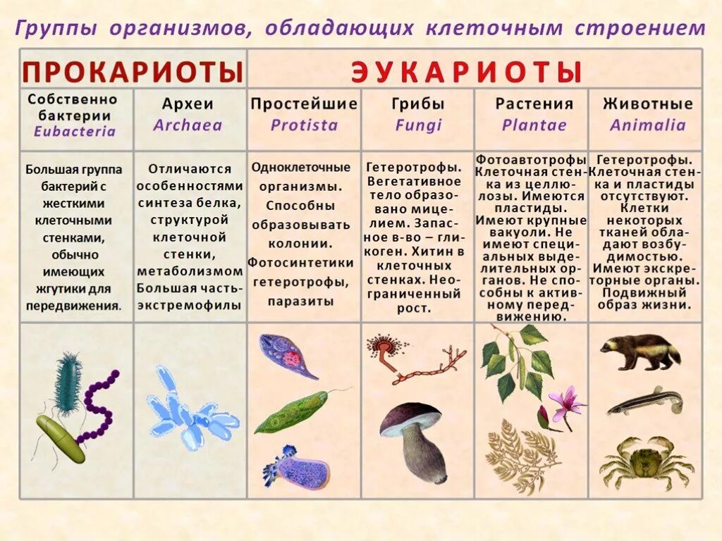 Группы организмов прокариот. Эукариоты примеры организмов. Прокариоты и эукариоты примеры. Группа организмов эукариоты. Представители прокариот.