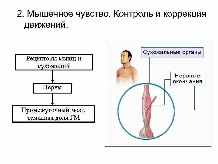 Строение кожно мышечного чувства. Мышечное чувство строение. Схема мышечного анализатора. Схема анализатора мышечного чувства. Мышечное чувство строение анализатора.