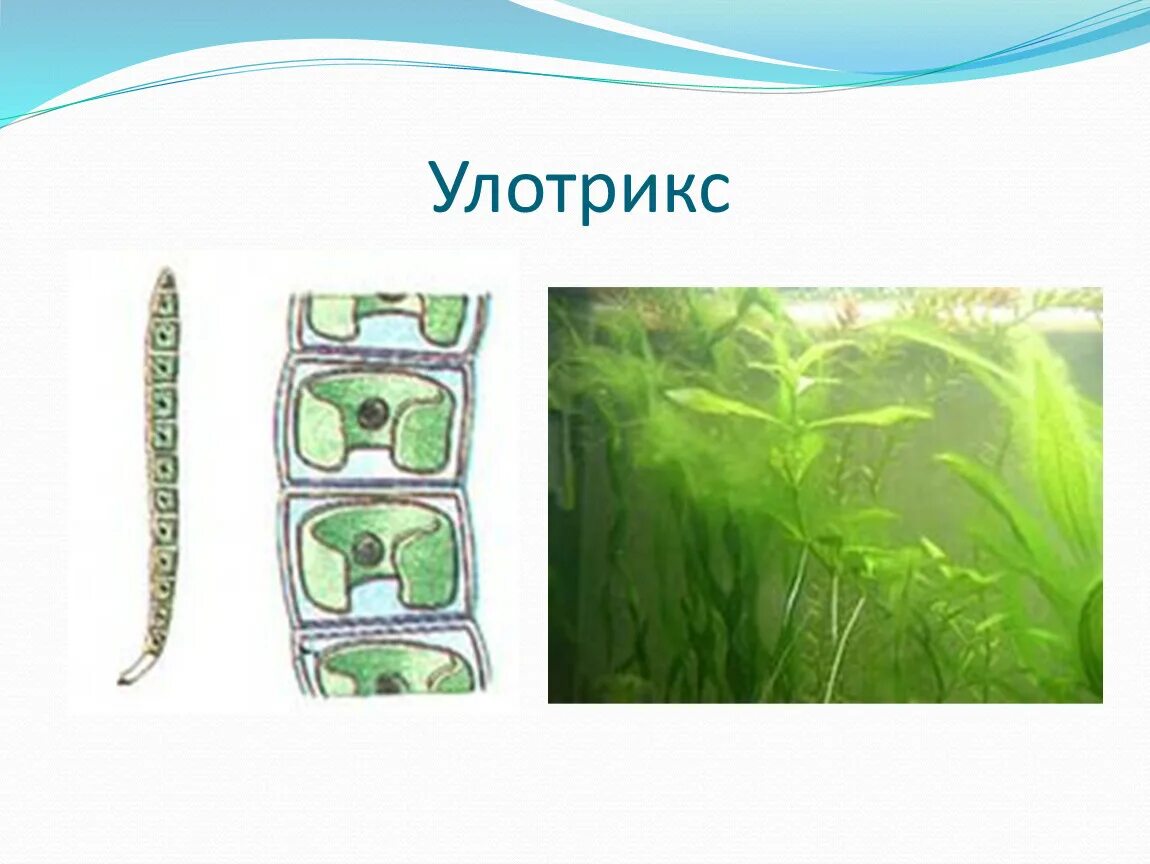Нитчатая водоросль улотрикс. Улотрикс и спирогира. Многоклеточные водоросли улотрикс. Нитчатые зеленые водоросли улотрикс.