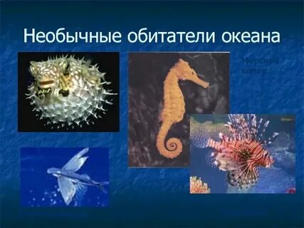 Презентация жизнь в океане 7 класс