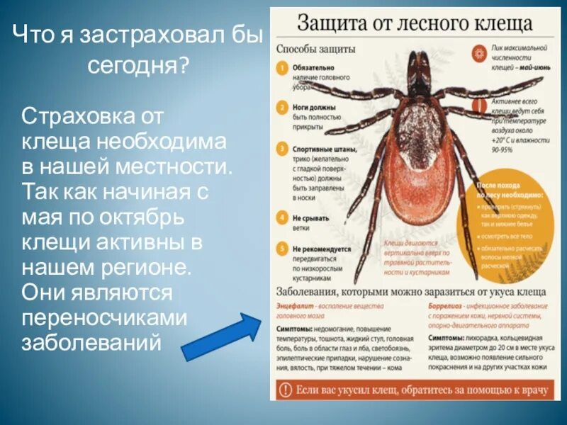 Активность клещей по месяцам. Клещи активность. Страхование от клеща. Страховка от клещей.