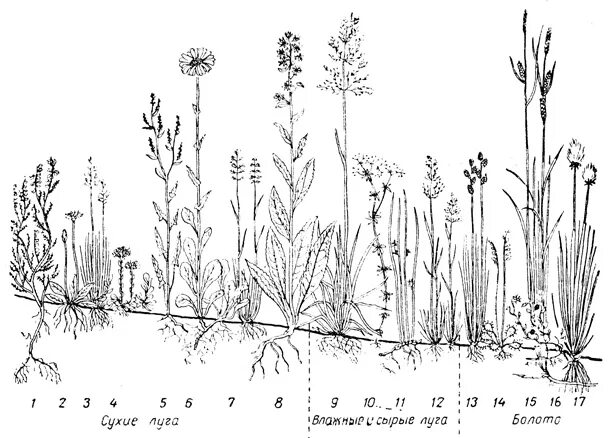 Растительное сообщество рисунок. Луговой фитоценоз ярусы. Ярусы Луга схема. Ярусность растений в степи. Ярусы суходольного Луга.