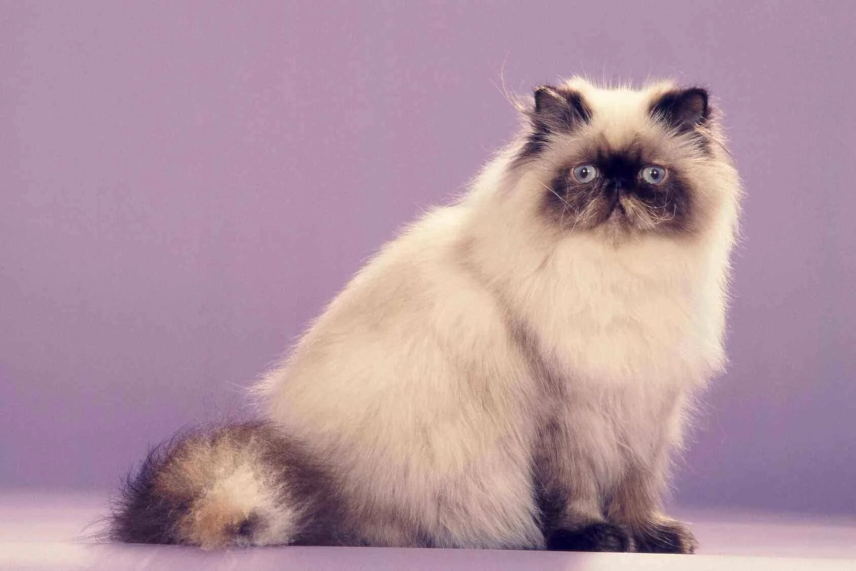 Гималайский колор-Пойнт кошка. Персидская кошка колор Пойнт. Гималайская Персидская кошка. Экзот колор Пойнт. Персидско сиамская кошка