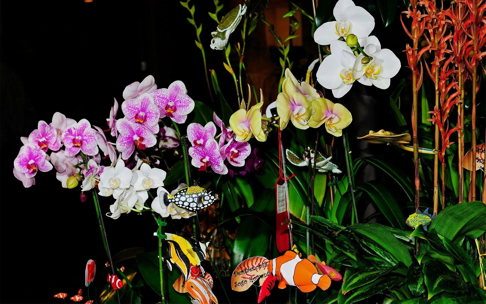 Орхидея живая цветок. Фаленопсис Рауль. Орхидея Phalaenopsis Рауль. Фаленопсис Спаркс Орхидея. Фаленопсис Рауль Raoul.