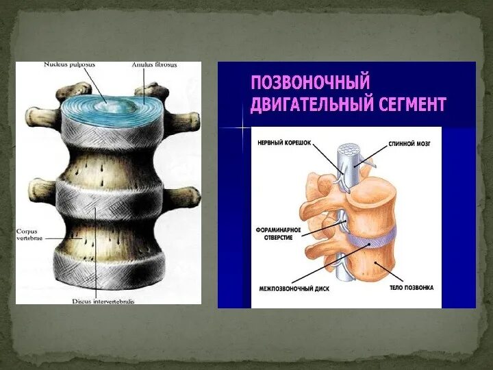 Двигательный сегмент. Двигательный сегмент позвоночника. позвоночно двигательный сегмент пдс это. строение позвоночно двигательного сегмента. позвонково-двигательный сегмент пдс это.