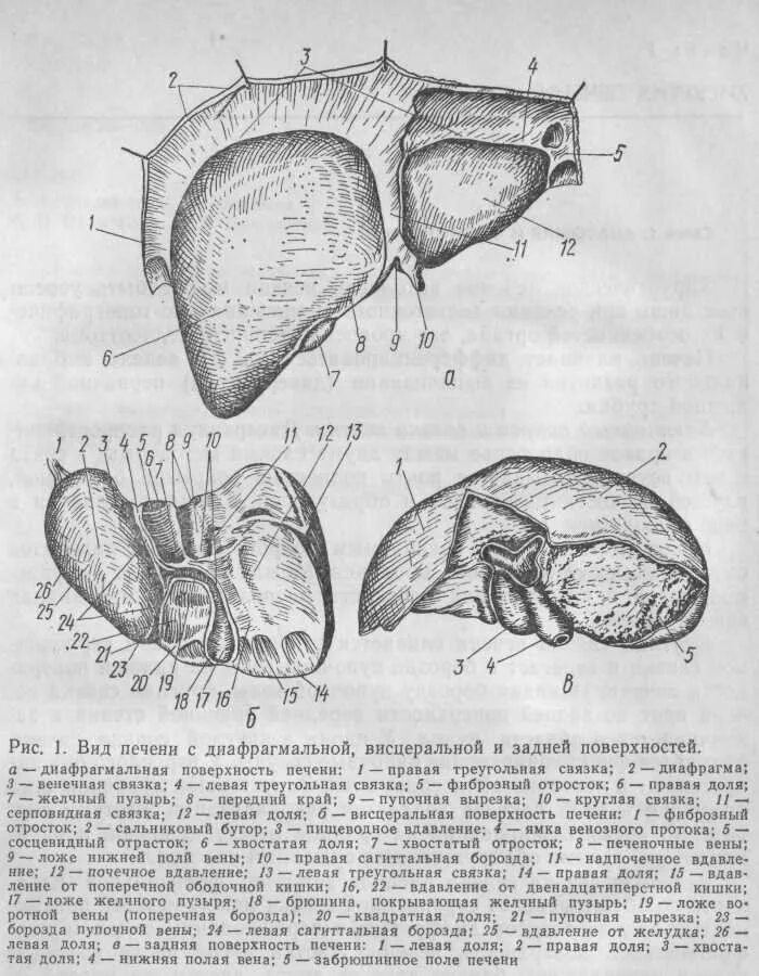 Печень анатомические образования. Диафрагмальная поверхность печени анатомия. Борозды печени на висцеральной поверхности. Строение печени диафрагмальная поверхность. Висцеральная поверхность печени схема.