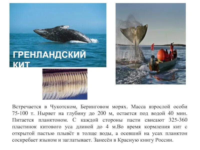 Кит относится к группе. Китовый ус гренландского кита. Гренландский кит описание. Гренландский кит фото. Полярный кит описание.