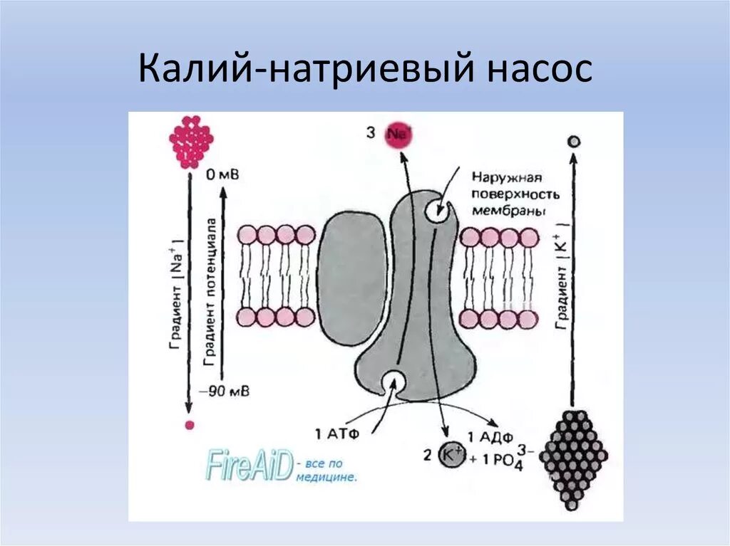 Атф канал. Калий натриевый насос активный транспорт. Строение натрий калиевого насоса. Калиево-натриевый насос схема. Калий натриевый насос схема.