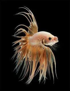 Is a beautiful fish