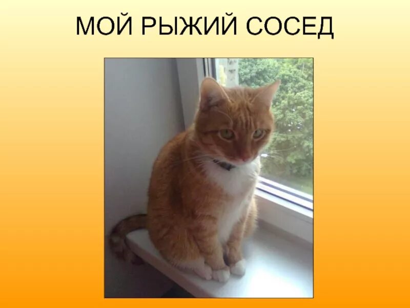 Сосед рыжий кот. Рыжий сосед. проект мой рыжий кот. проект мой рыжий кот 2 класс. дети и рыжий сосед.