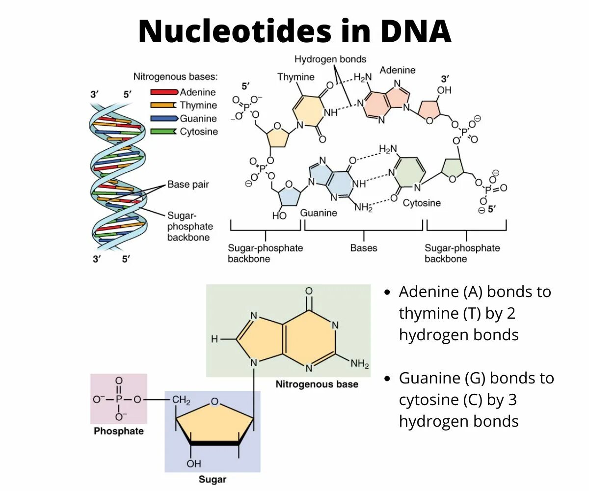 Нуклеотиды аденин тимин. Nucleotide structure. dna nucleotides. нуклеотиды днк. nucleotide acid dna.