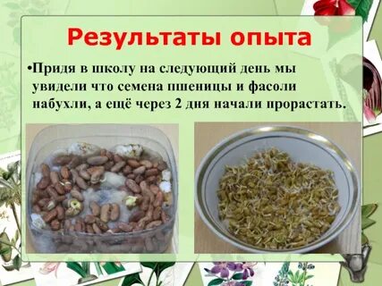 У кого семена фасоли прорастут объясни почему