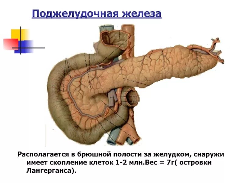 Поджелудочная железа человека. Поджелудочная железа расположение. Поджелудочная железа распо. Поджелудок где находится