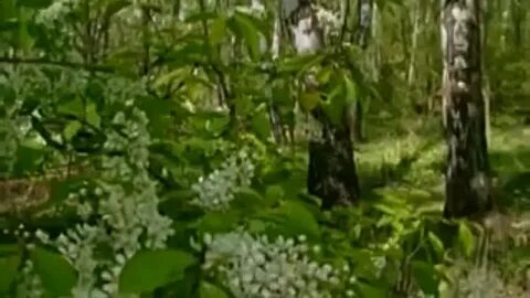 Ах черемуха белая сколько бед ты